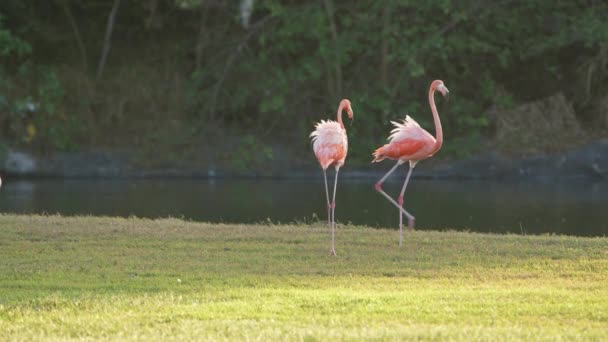 Pink American Flamingos Isla Caribeña Curazao Aves Vida Silvestre — Vídeos de Stock