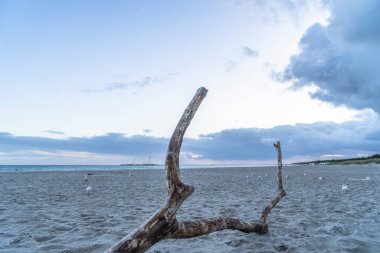 Darss yarımadasındaki manzara, Baltık Denizi, Almanya