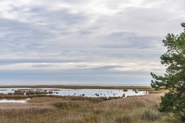 Darss yarımadasındaki manzara, Baltık Denizi, Almanya