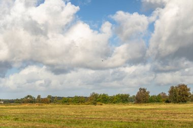 Darss yarımadasındaki manzara, Baltık Denizi, Almanya