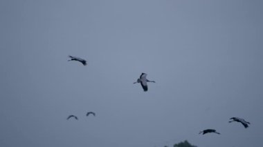 Kuş Yaban Hayatı - Süper Yavaş Çekimde Turnalar