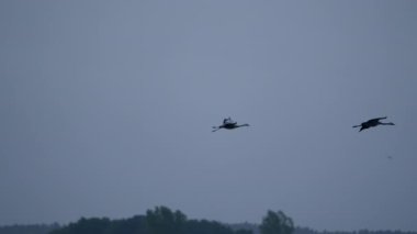 Kuş Yaban Hayatı - Süper Yavaş Çekimde Turnalar