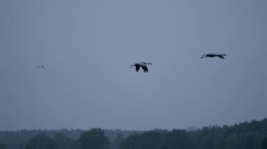 Kuş Yaban Hayatı - Süper Yavaş Çekimde Turnalar