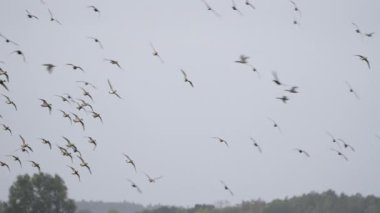 Kuş Yaban Hayatı - Uçan Ördekler Süper Yavaş Çekimde