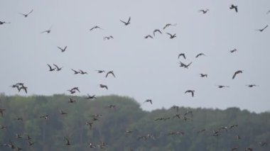 Kuş Yaban Hayatı - Uçan Ördekler Süper Yavaş Çekimde