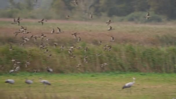 Divoká Zvěř Ptáků Létající Kachny Super Pomalém Pohybu — Stock video