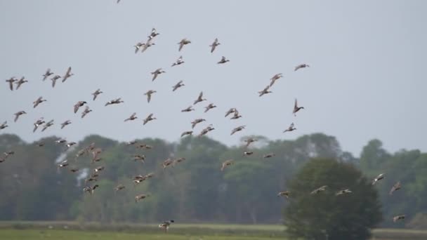 Bird Wildlife Flying Ducks Super Slow Motion — Stock Video