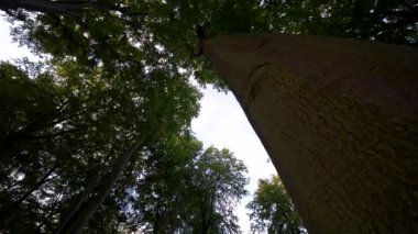 Ormanda ağaç gövdesi, çevre ve bitki örtüsü