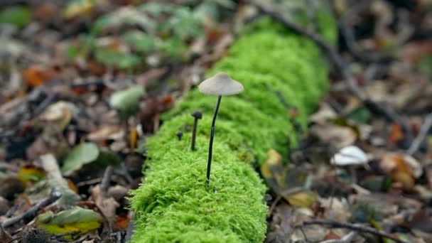 Pilze Wachsen Auf Moos Wald — Stockvideo