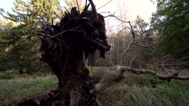 Grote Boomwortels Van Omgevallen Bomen Het Bos — Stockvideo