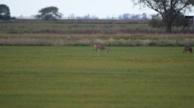 Doğadaki Roe Geyiği, Avrupa Vahşi Hayatı 