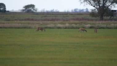 Doğadaki Roe Geyiği, Avrupa Vahşi Hayatı 