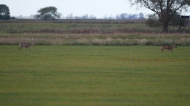 Doğadaki Roe Geyiği, Avrupa Vahşi Hayatı 