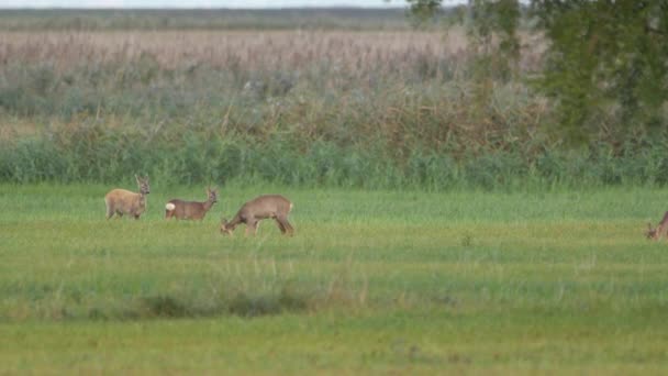 Roe Deer Nature Ευρωπαϊκή Άγρια Φύση — Αρχείο Βίντεο
