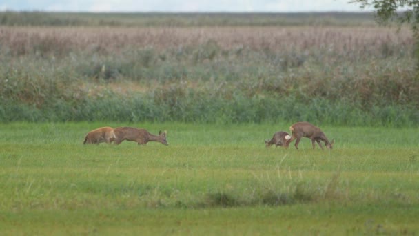 Roe Deer Nature Europejska Przyroda — Wideo stockowe