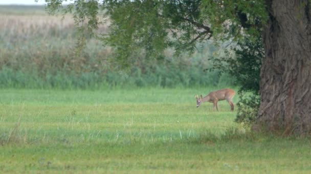 Cerbul Roe Natură Fauna Sălbatică Europeană — Videoclip de stoc