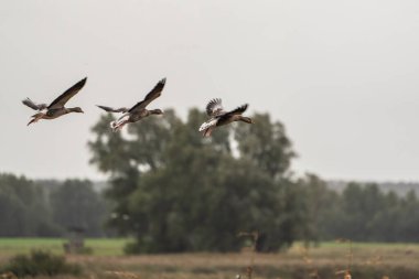 Mallard ördekleri sahanın üzerinde uçuyor. Kuş Yaban Hayatı.