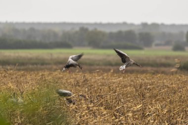 Mallard ördekleri sahanın üzerinde uçuyor. Kuş Yaban Hayatı.