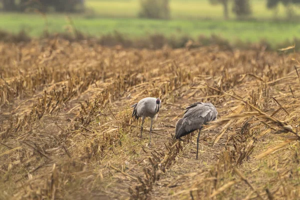 Cranes Natural Environment Bird Wildlife — Photo