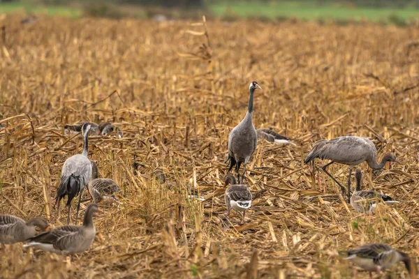 Cranes Natural Environment Bird Wildlife — Stockfoto
