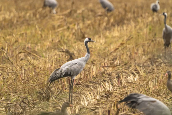 Cranes Natural Environment Bird Wildlife — 图库照片