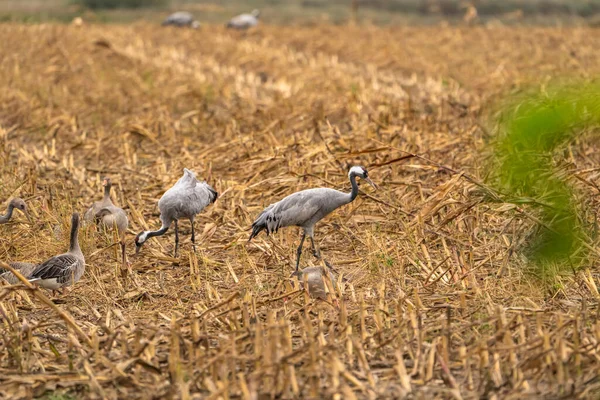 Cranes Natural Environment Bird Wildlife — Stock fotografie