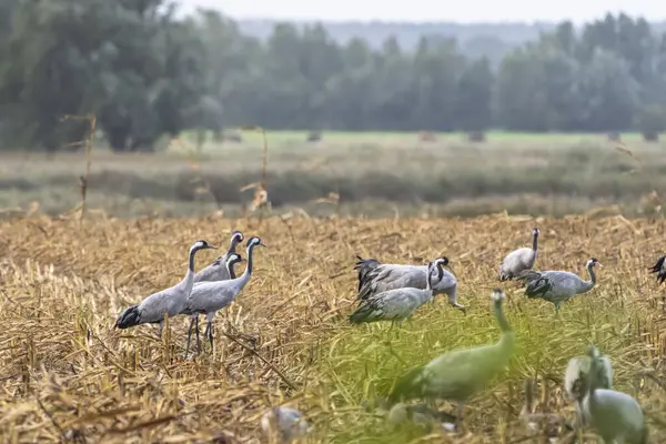 Cranes Natural Environment Bird Wildlife — Stockfoto