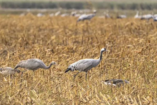 Cranes Natural Environment Bird Wildlife — Stok fotoğraf
