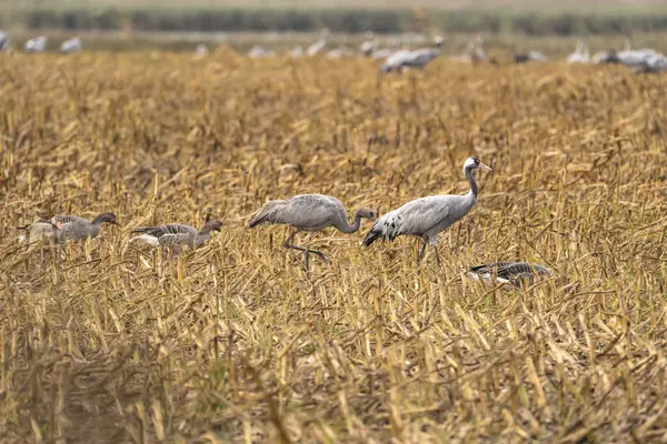 Cranes Natural Environment Bird Wildlife — Stock fotografie