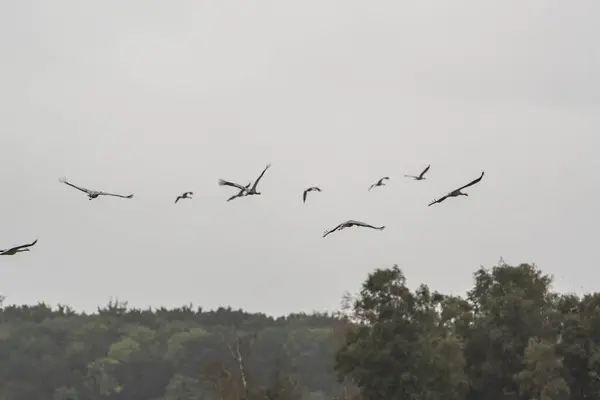 Flying cranes in the sky. Bird wildlife.