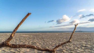 Baltık Denizi 'nin kumlu sahilinde, ön planda kuru dal ile sonbahar manzarasının zaman aşımı.