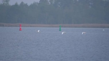 Su yüzeyinde uçan üç dilsiz kuğu.