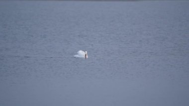 Deniz suyunda yüzen tek bir dilsiz kuğu. 