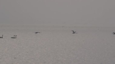 Gün batımında su yüzeyinde uçan sessiz kuğular. 