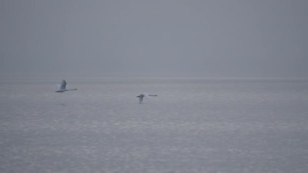 两只沉默的天鹅飞过水面 — 图库视频影像