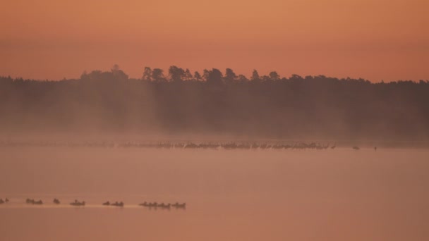 Krajobraz Świtu Mglistym Jeziorze Różnymi Ptakami — Wideo stockowe