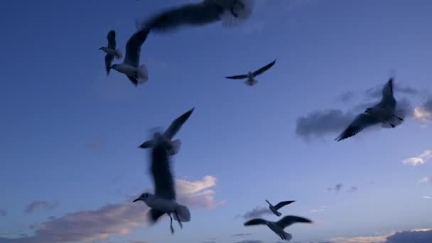 スーパースローモーションで青空に向かって飛ぶシーガルの群れ — ストック動画