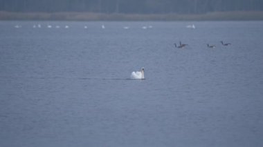 Güzel beyaz dilsiz kuğu diğer kuşlarla yüzüyor.  