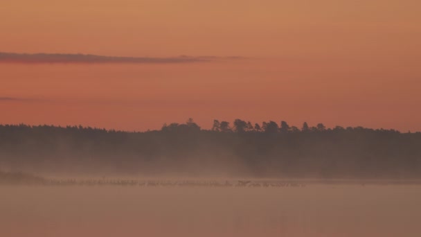 Morgendämmerung Nebligen See Mit Verschiedenen Vögeln — Stockvideo
