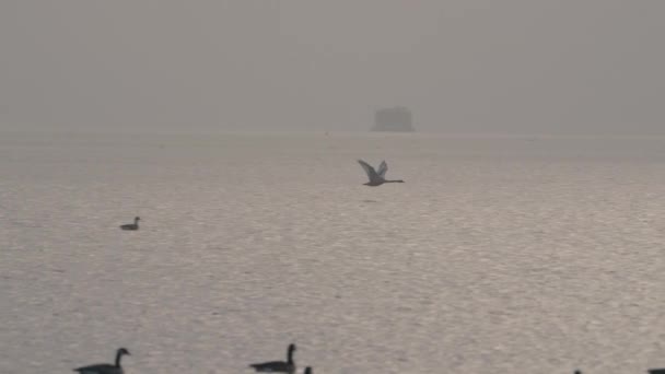 日没のように水面上を飛ぶミュートワン — ストック動画