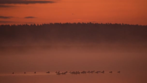 さまざまな鳥と霧の湖の夜景 — ストック動画