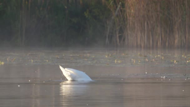 Cisne Nadando Alimentándose Aguas Tranquilas Del Lago — Vídeo de stock