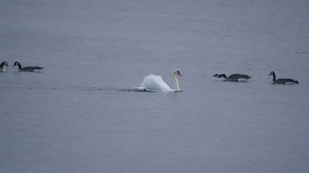 Beautiful White Mute Swan Swimming Other Birds — Stock Video