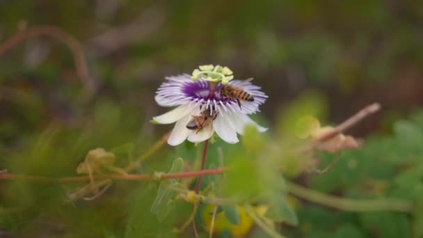 Arılar Çok Yavaş Çekimde Tropikal Polen Toplarlar — Stok video