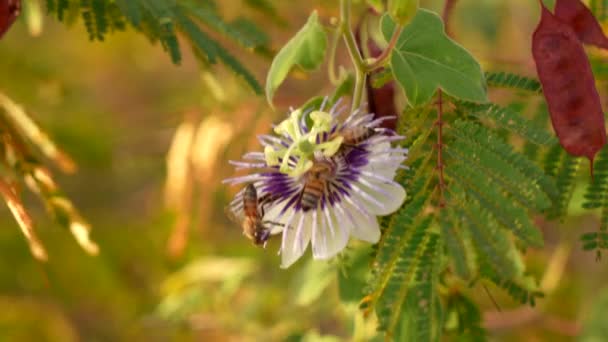 Arılar Çok Yavaş Çekimde Tropikal Polen Toplarlar — Stok video