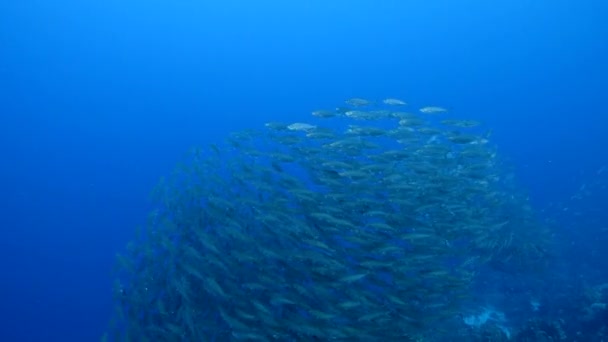 加勒比海珊瑚礁中的学校化鱼类 — 图库视频影像