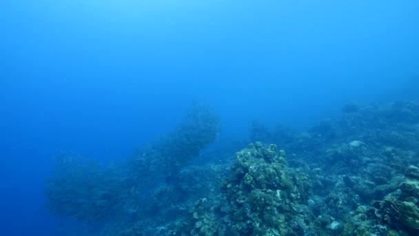 Escolarización Peces Los Arrecifes Coral Del Mar Caribe — Vídeos de Stock