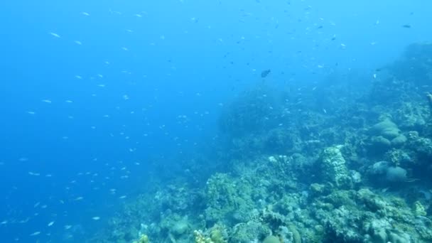 Шкільна Риба Коралових Рифах Карибського Моря — стокове відео