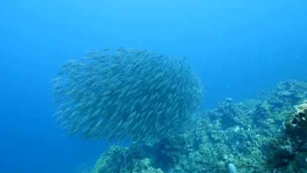 加勒比海珊瑚礁中的学校化鱼类 — 图库视频影像