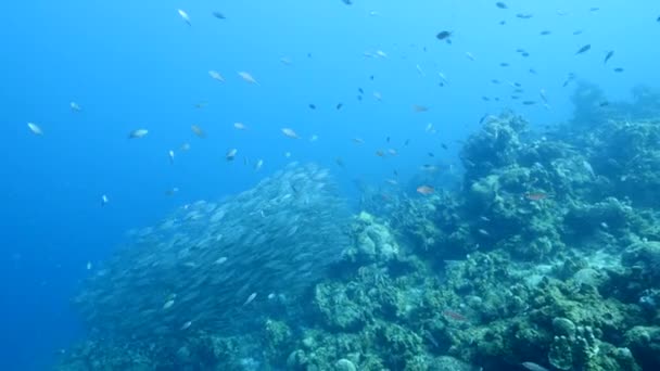 Escolarización Peces Los Arrecifes Coral Del Mar Caribe — Vídeo de stock